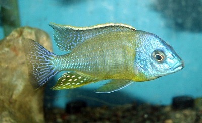 Protomelas sp. 'steveni imperial' Msisi